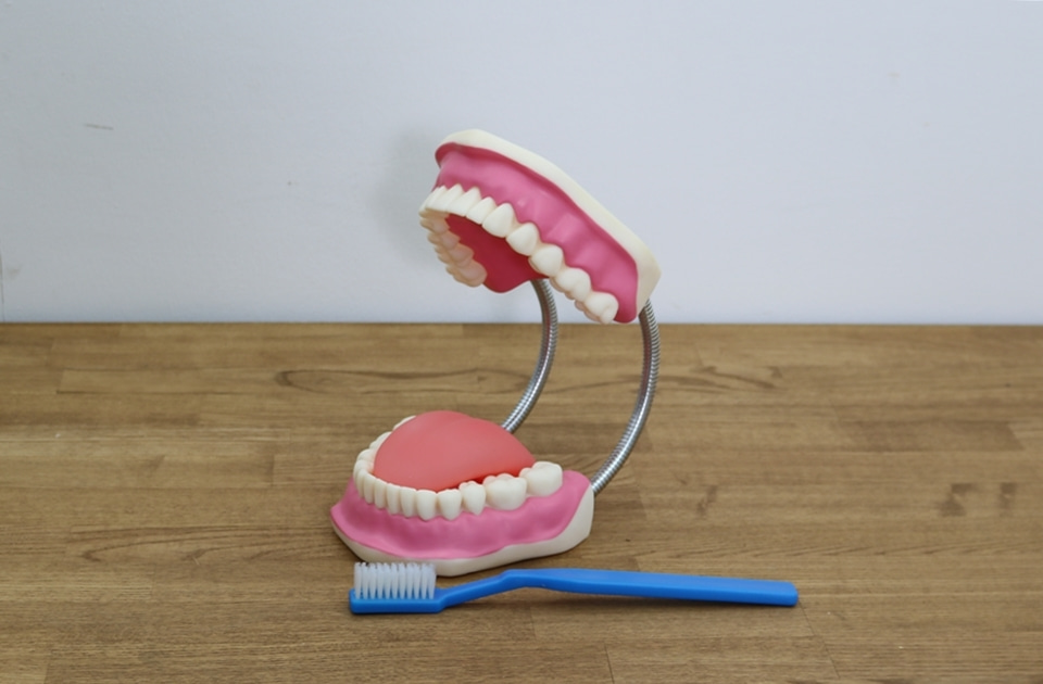 치아모형1