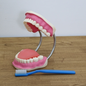 치아모형1